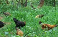 生态养鸡有什么优势