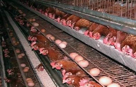 如何延长 蛋鸡产蛋期