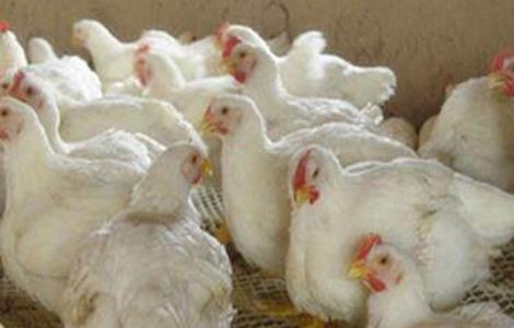 冬季肉鸡腹水病的防治措施