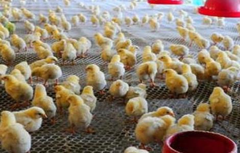 育雏鸡 饲养管理 管理技术