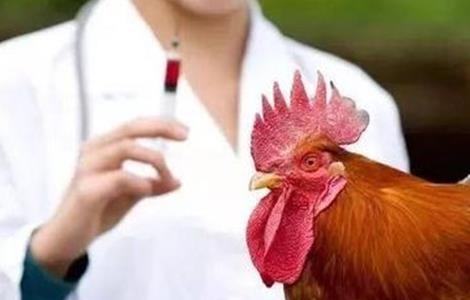 养鸡 疫苗防疫 使用方法