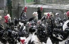 贵妃鸡的养殖方法