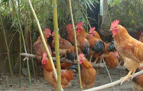 生态养殖鸡需要注意哪些问题？
