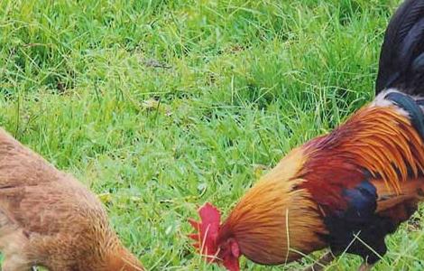 生态养殖鸡需要注意哪些问题？