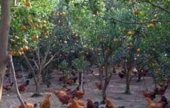 生态养殖鸡注意事项