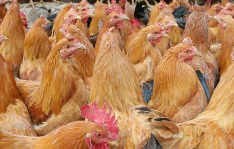 养鸡过程中的鸡痘的预防和治疗