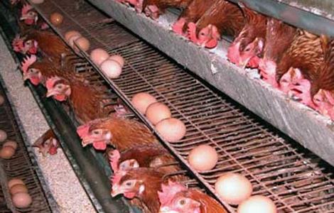 蛋鸡各阶段饲料配方