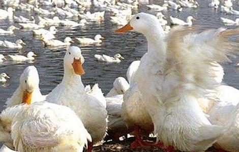 肉鸭啄羽的原因及防治措施