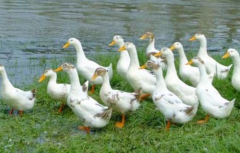 蛋鸭养殖的品种介绍及选择方法