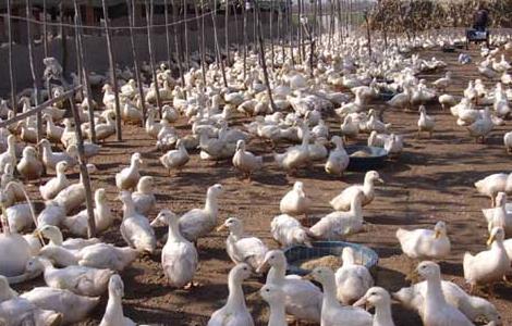 肉鸭高密度的旱地养殖技术