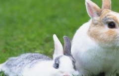 兔子的快速繁殖技术