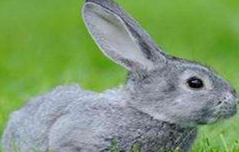 獭兔品种介绍及图片