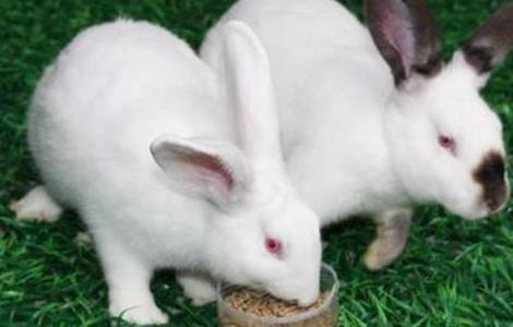 獭兔品种介绍及图片