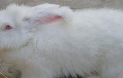 长毛兔养殖的方法