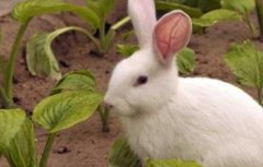 兔子常见的疾病