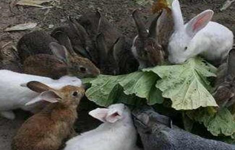 夏季兔子养殖技术