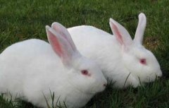 养兔子赚钱吗？