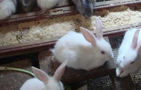 哺乳母兔的饲养管理措施