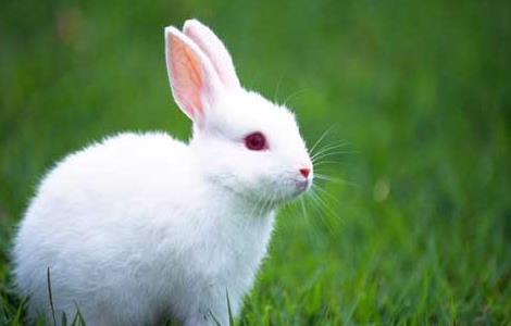 獭兔养殖与肉兔养殖有哪些区别
