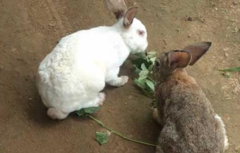 兔子初次养殖的注意事项