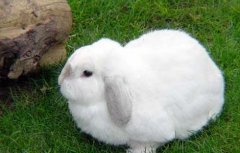 兔子耳痒病防治技术