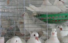 如何提高鸽子养殖效益