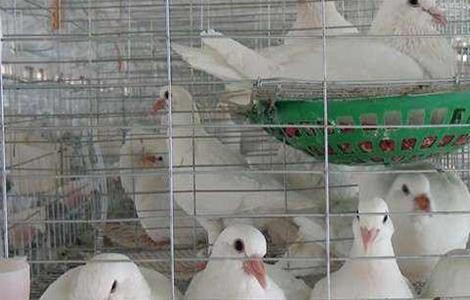 提高鸽子养殖效益 鸽子养殖