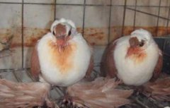 如何让鸽子快速繁殖？