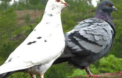 肉鸽养殖前景及应关注的问题