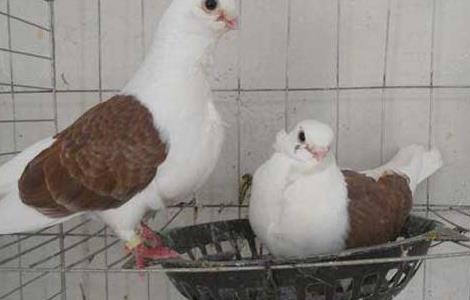 养殖户在发展肉鸽养殖前应注意那些问题