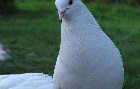 白羽王鸽的养殖管理技术