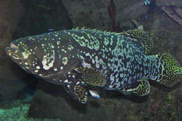 石斑鱼在淡水中能养吗
