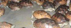 乌龟养殖密度