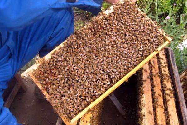 蜜蜂如何养殖