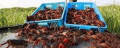 反季节龙虾养殖技术