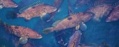 石斑鱼养殖周期和成本，1年至3年，投入高周期长