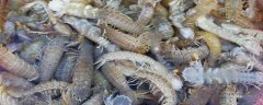 皮皮虾养殖条件，水源水质是关键，水温控制好生长才更快