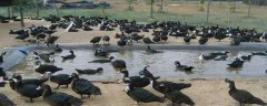 火鸭养殖技术与注意事项 鸭常见病防治方法