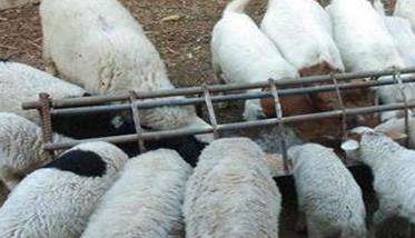 小苏打喂羊的方法