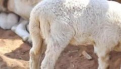 肉羊综合育肥方法，优质肥羊的饲养要点
