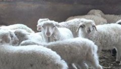 小尾寒羊的常见疾病有哪些，如何防治？