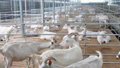 奶山羊养殖技术与管理方法