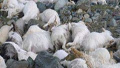 羊中毒如何快速解毒，羊中毒了最简单解毒方法