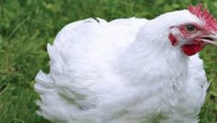 鸡打呼噜、咳血是什么病，如何治疗？