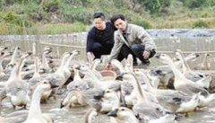 当前养鹅前景如何 中国养鹅业的发展前景分析