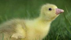 雏鹅的养殖密度多少合适 雏鹅的饮食与环境管理