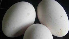孕妇能吃鹅蛋吗？孕妇吃鹅蛋有什么好处？