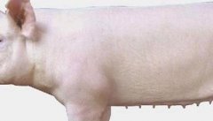 后备母猪怎样进行营养调控才能获得高产