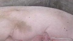 怎样有效缩短母猪产程减少死胎发生
