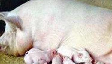 导致母猪分娩期过长的主要因素